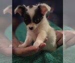 Small #5 Chihuahua