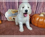Small Photo #4 Goldendoodle Puppy For Sale in COLORADO SPRINGS, CO, USA