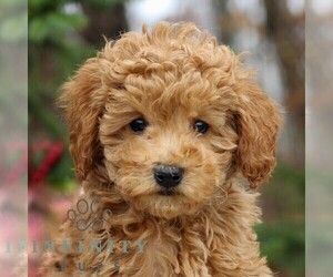 Goldendoodle (Miniature) Puppy for sale in EAST EARL, PA, USA