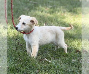 POLLY - Female Mutt Dog for Adoption - Photo #3