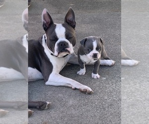 Father of the Boston Terrier puppies born on 09/22/2025