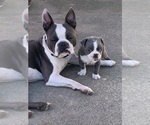 Small Photo #1 Boston Terrier Puppy For Sale in PLEASANTON, CA, USA