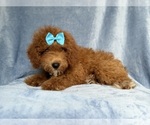 Small #9 Cockapoo (Miniature)