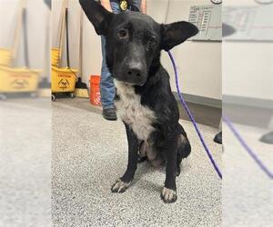 German Shepherd Dog Dogs for adoption in Houston, TX, USA