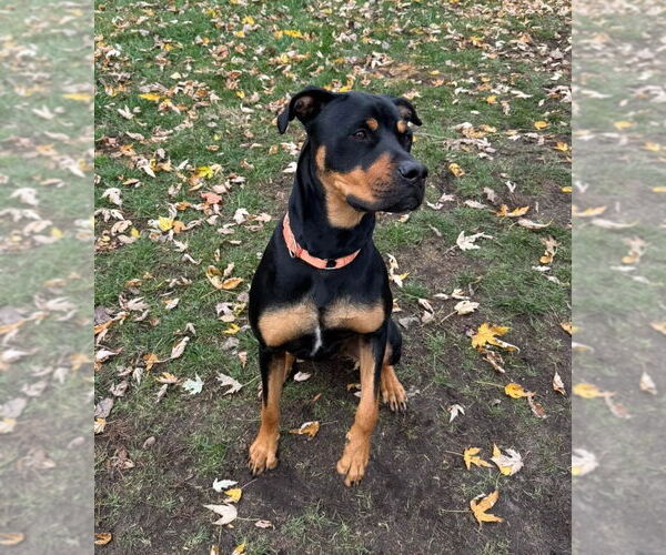 Medium Photo #7 Rottweiler-Unknown Mix Puppy For Sale in Muskegon, MI, USA