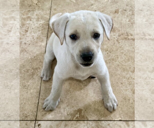 Medium Photo #1 Labrador Retriever Puppy For Sale in Boca Raton, FL, USA