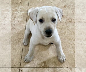 Labrador Retriever Dogs for adoption in Boca Raton, FL, USA