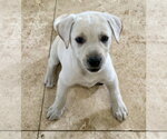 Small Labrador Retriever