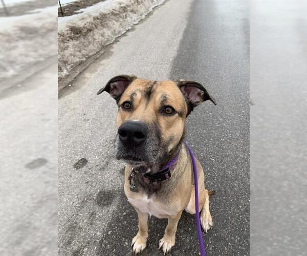 Medium Photo #1 German Shepherd Dog-Mastiff Mix Puppy For Sale in London, Ontario, Canada