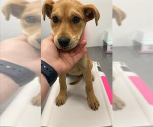 Labrador Retriever-Unknown Mix Dogs for adoption in Corpus Christi, TX, USA