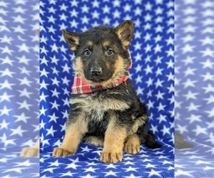 German Shepherd Dog Puppy for sale in LANCASTER, PA, USA
