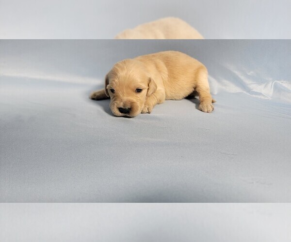 Medium Photo #34 Golden Retriever Puppy For Sale in BLACK FOREST, CO, USA