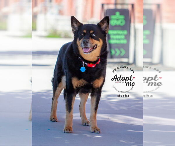 Medium Photo #2 Huskies -Rottweiler Mix Puppy For Sale in Salt Lake City, UT, USA