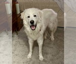 Small #8 Great Pyrenees