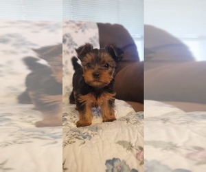 Medium Yorkshire Terrier