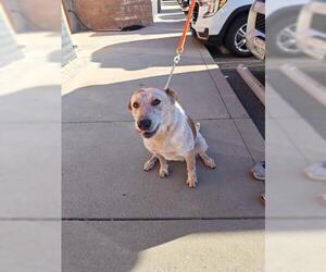 Texas Heeler Dogs for adoption in Jackson, CA, USA
