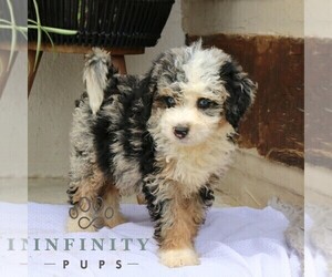 Bernedoodle (Miniature) Puppy for sale in NARVON, PA, USA