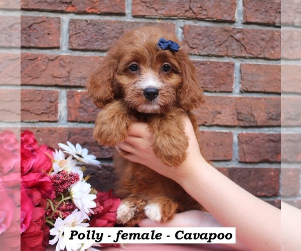 Medium Photo #4 Cavapoo (Miniature) Puppy For Sale in CLARKRANGE, TN, USA
