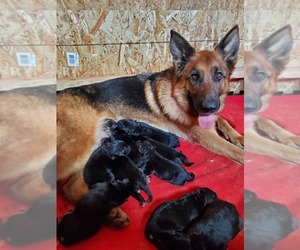 Mother of the German Shepherd Dog puppies born on 06/23/2022