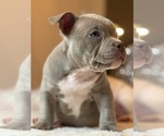 Small Photo #3 American Bully Puppy For Sale in STOCKTON, CA, USA