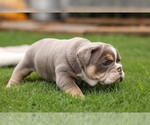 Small Photo #3 Olde English Bulldogge Puppy For Sale in MANSFIELD, GA, USA