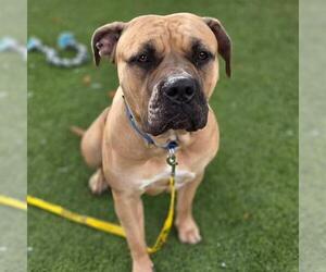 Mastiff-Unknown Mix Dogs for adoption in Las Vegas, NV, USA