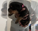 Small #2 Rottweiler