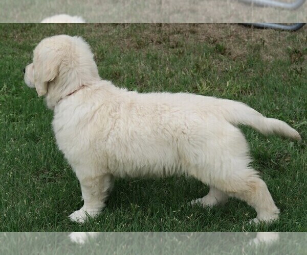 Medium Photo #4 English Cream Golden Retriever Puppy For Sale in PARTRIDGE, KS, USA