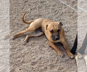 Axle - Male American Staffordshire Terrier-Labrador Retriever Mix Dog for Adoption - Photo #5