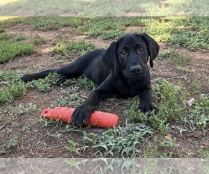 Labrador Retriever Puppy for sale in GASTON, NC, USA