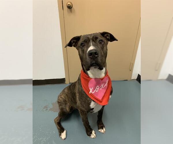 Medium Photo #2 Mutt Puppy For Sale in London, Ontario, Canada