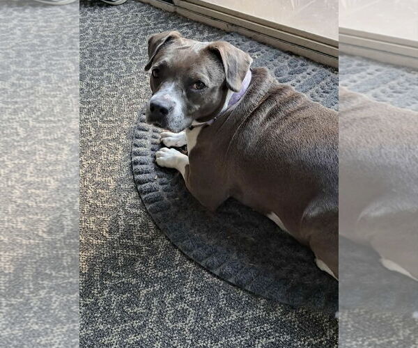 Medium Photo #3 American Pit Bull Terrier-Unknown Mix Puppy For Sale in pomfret, CT, USA