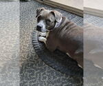 Small #2 American Pit Bull Terrier Mix
