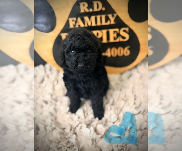Medium Photo #1 Poodle (Standard) Puppy For Sale in CROSSVILLE, TN, USA