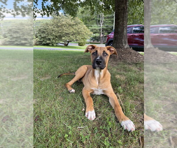 Medium Photo #1 Mutt Puppy For Sale in Shermans Dale, PA, USA
