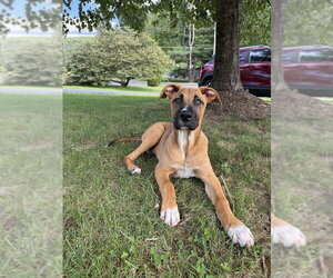 Mutt Dogs for adoption in Shermans Dale, PA, USA