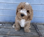 Small Photo #29 Australian Labradoodle Puppy For Sale in RICHLAND, WA, USA