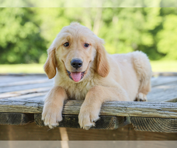 Medium Photo #4 Golden Retriever Puppy For Sale in LIBERTY, KY, USA