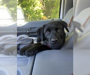Golden Retriever-Rottweiler Mix Dogs for adoption in Santa Cruz, CA, USA