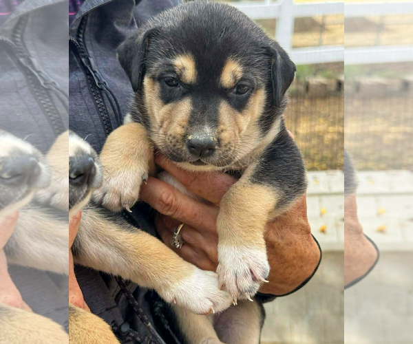 Medium Photo #4 Gerberian Shepsky Puppy For Sale in Corona, CA, USA