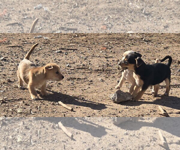 Medium Photo #4 Dachshund-Norfolk Terrier Mix Puppy For Sale in Peralta, NM, USA
