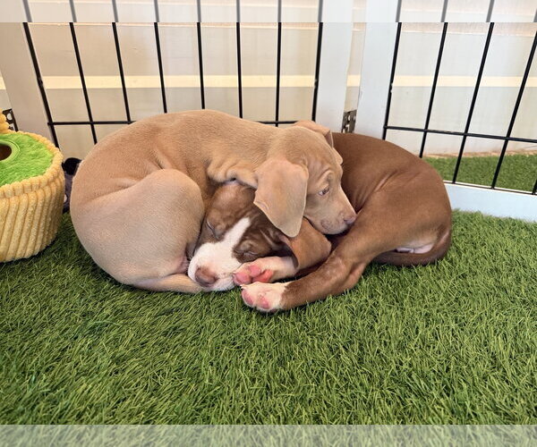 Medium Photo #5 Mutt Puppy For Sale in Sanford, FL, USA