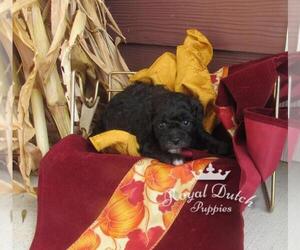 Poochon Puppy for sale in LE MARS, IA, USA