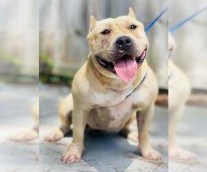 Starla - Female Mutt Dog for Adoption - Photo #2