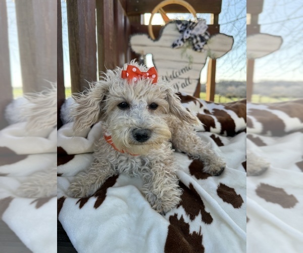 Medium Photo #9 Poodle (Miniature) Puppy For Sale in LANCASTER, MO, USA