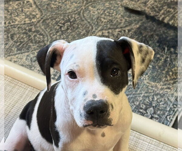 Medium Photo #4 American Pit Bull Terrier-Unknown Mix Puppy For Sale in Bolivar, MO, USA