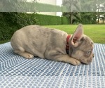 Small Photo #10 French Bulldog Puppy For Sale in BREMEN, IN, USA