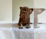 Small #12 French Bulldog