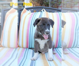 Pooh 5AcreWood - Male Collie-Labrador Retriever Mix Dog for Adoption - Photo #7