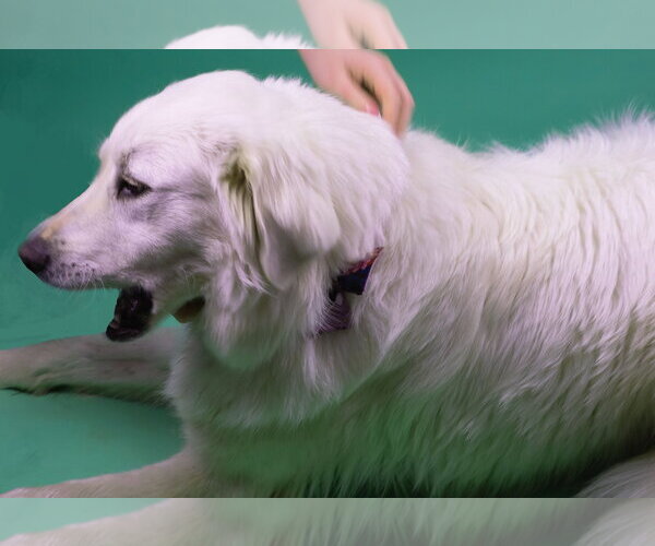 Medium Photo #2 Great Pyrenees-Unknown Mix Puppy For Sale in Holly Springs, MS, USA